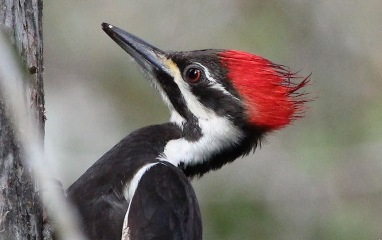 A closeup of a woodpecker with a bright red crest and black and white markings.