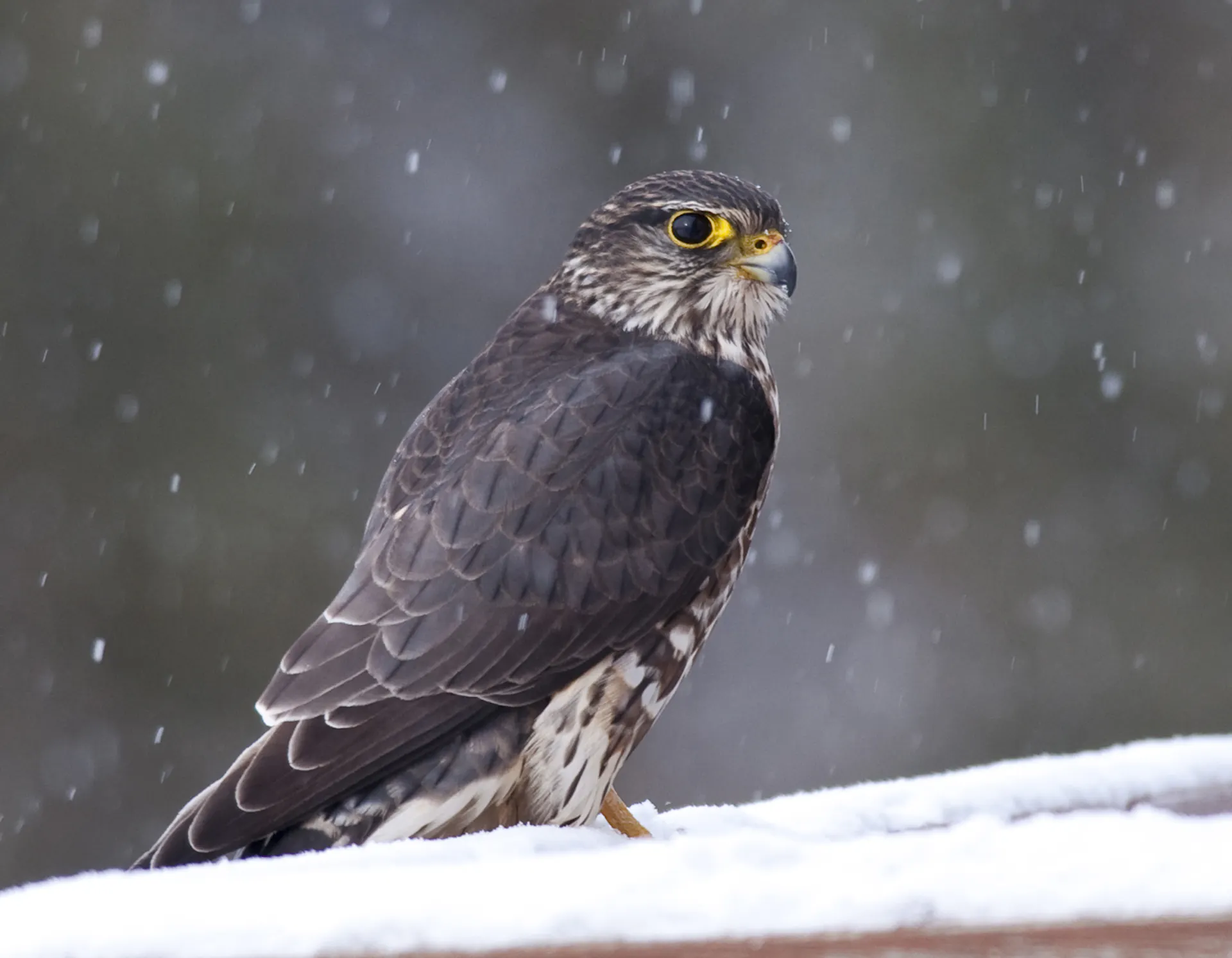 A falcon with alert eyes rests on a porch railing in the snow.