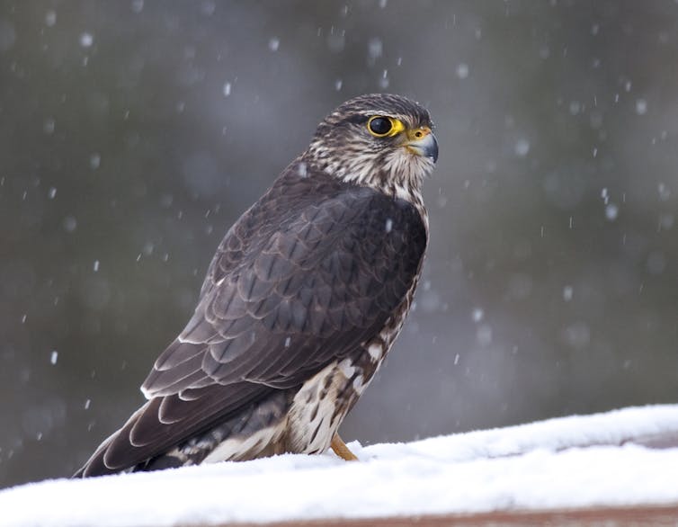A falcon with alert eyes rests on a porch railing in the snow.