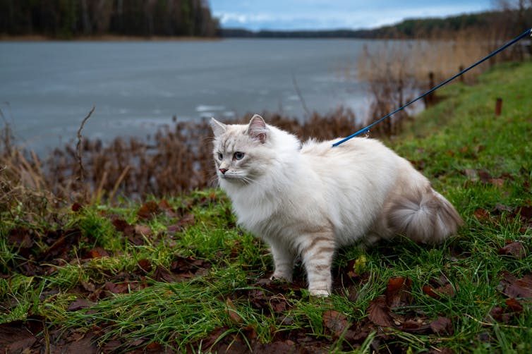 A fluffy white cat on a blue leash outdoors admiring a lake.