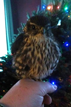Merlin held in the author's hand, in front of a Christmas tree.