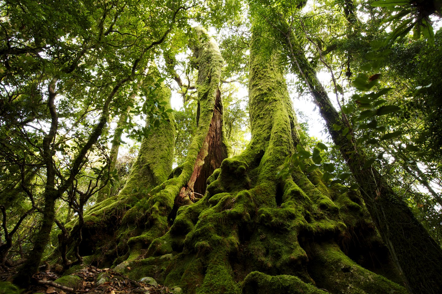 a very old tree in a rainforest, Queensland. mossy and lush.
