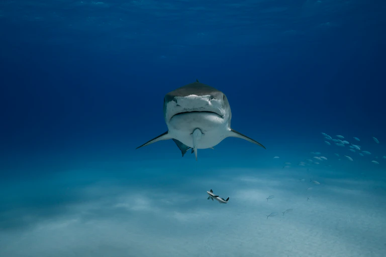 A large shark swimming in open water with two fish nearby.
