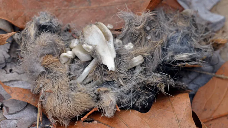 A tiny skull and fur found in an owl pellet
