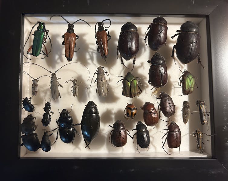 A box with different types of beetles on display