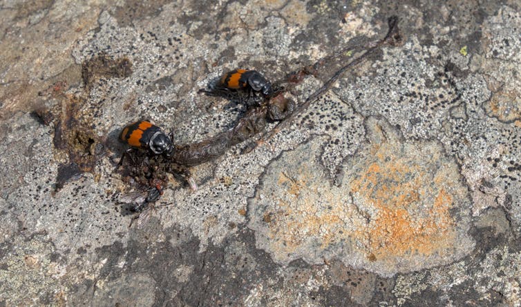 Two beetles and several flies feeding.