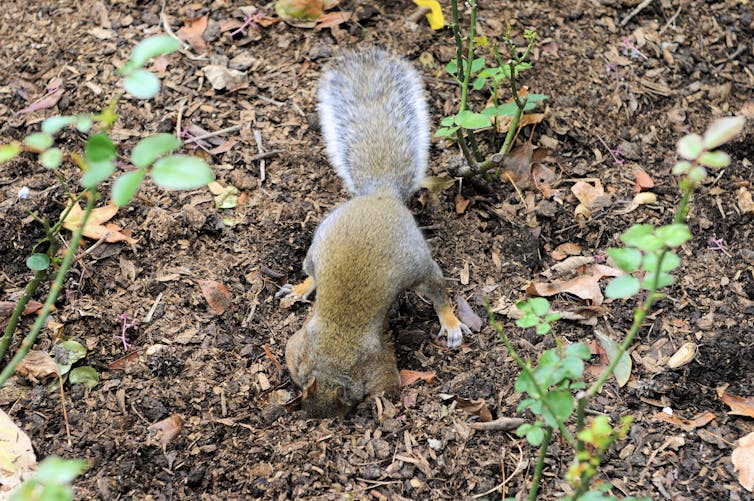 A gray squirrel (Sciurus carolinenensis), nose down in a small hole that it's excavating in the dirt.