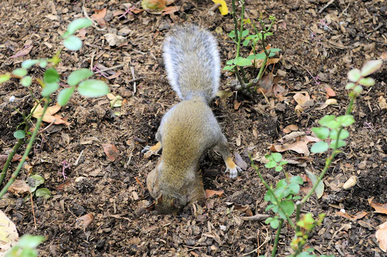 A gray squirrel (Sciurus carolinenensis), nose down in a small hole that it's excavating in the dirt.