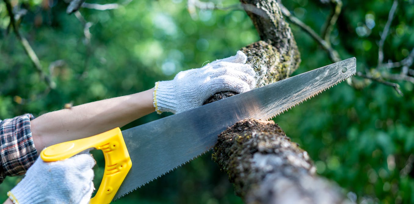 Talar a tiempo los árboles para garantizar la seguridad de las ciudades y evitar accidentes