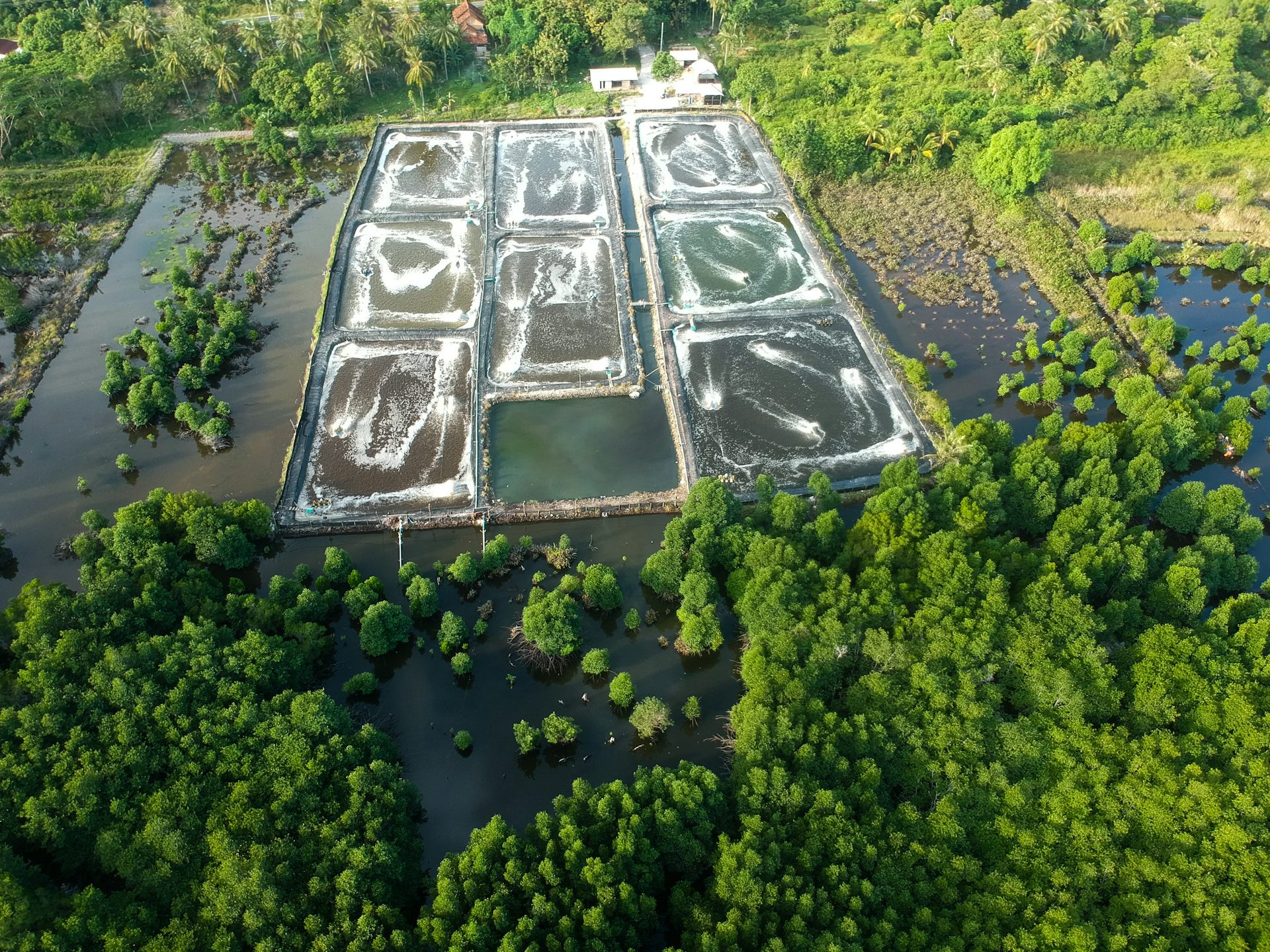 mangrove di tambak udang 
