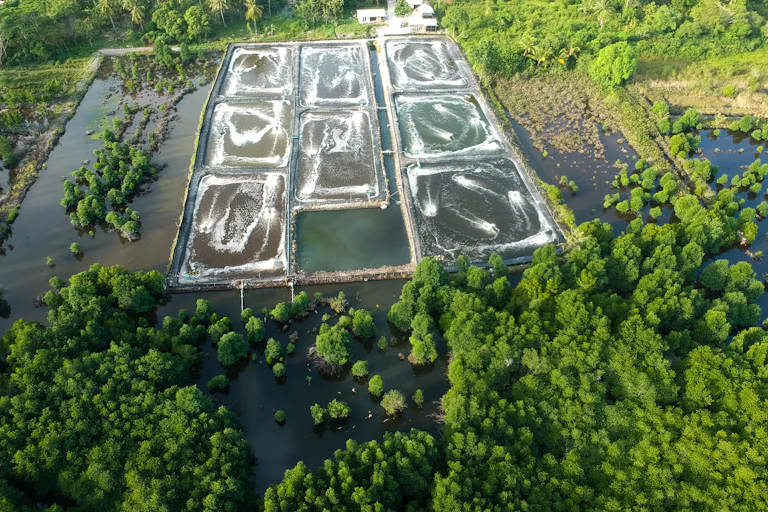 mangrove di tambak udang