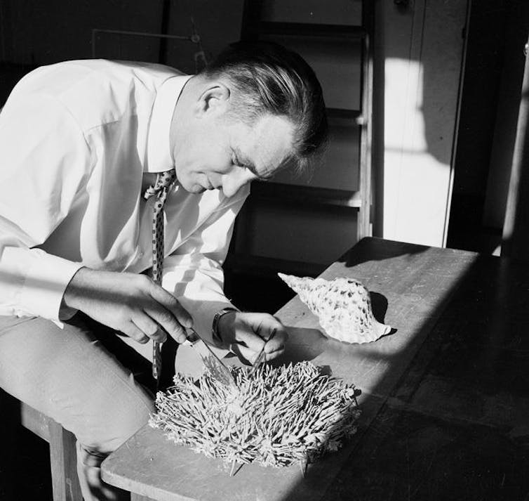 man examining crown of thorns starfish on desk.