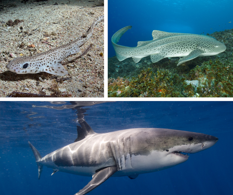 A composite image of two small spotted sharks and a larger grey shark with a white underbelly.