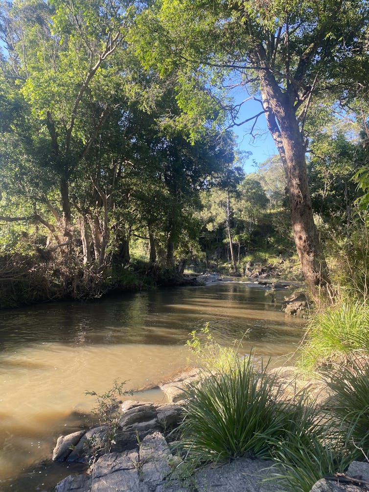 A shaded creek surrounded by tall trees and dense green vegetation.