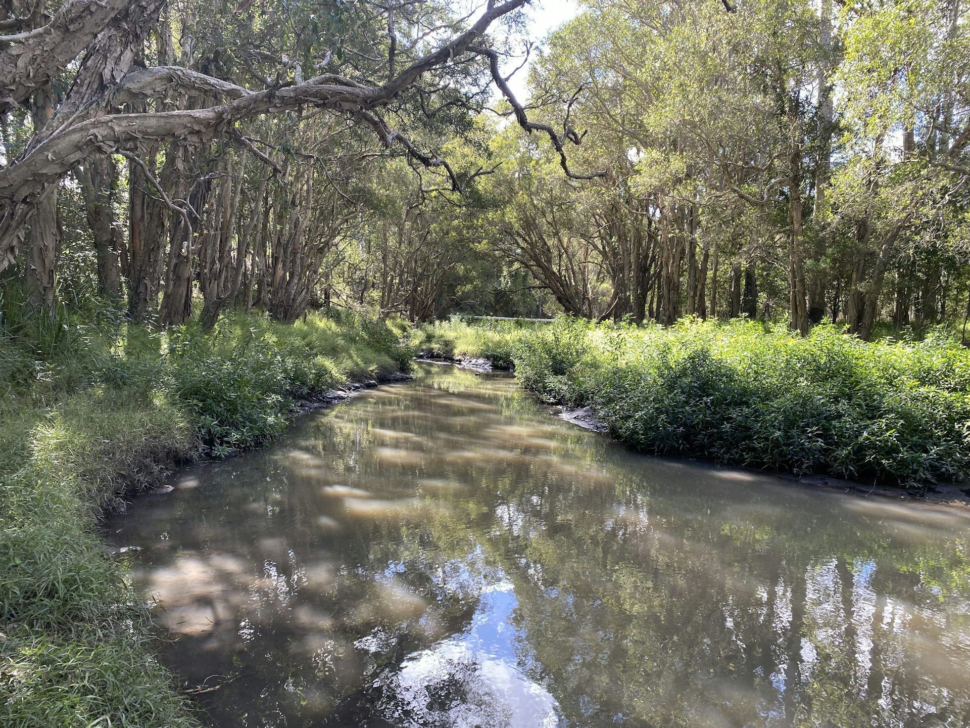A narrow, muddy creek bordered by dense green vegetation and shaded by tall paperbark trees.