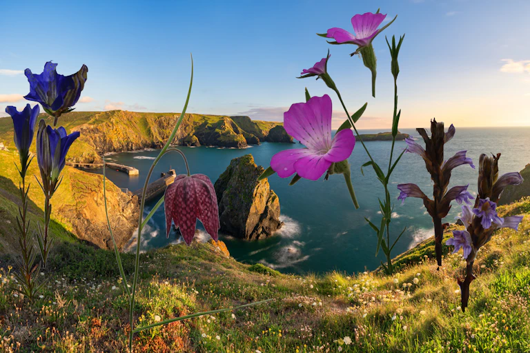 Flowers overlayed on an image of bay with green hills.