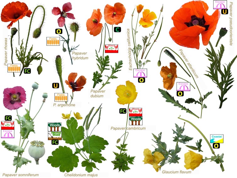 Poppies of different colours against a white background.