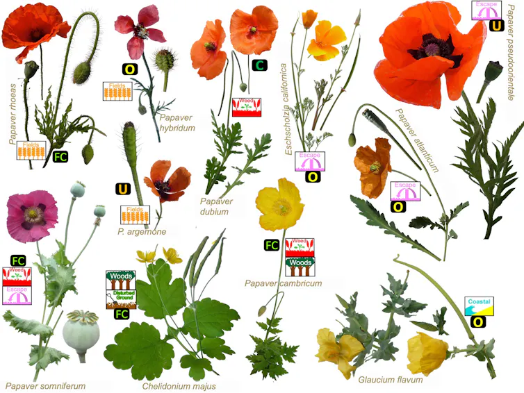 Poppies of different colours against a white background.