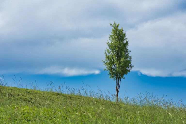 A single sapling on a hill
