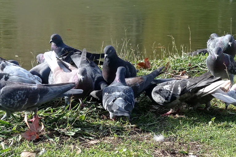 Photographie d'un groupe de pigeons.