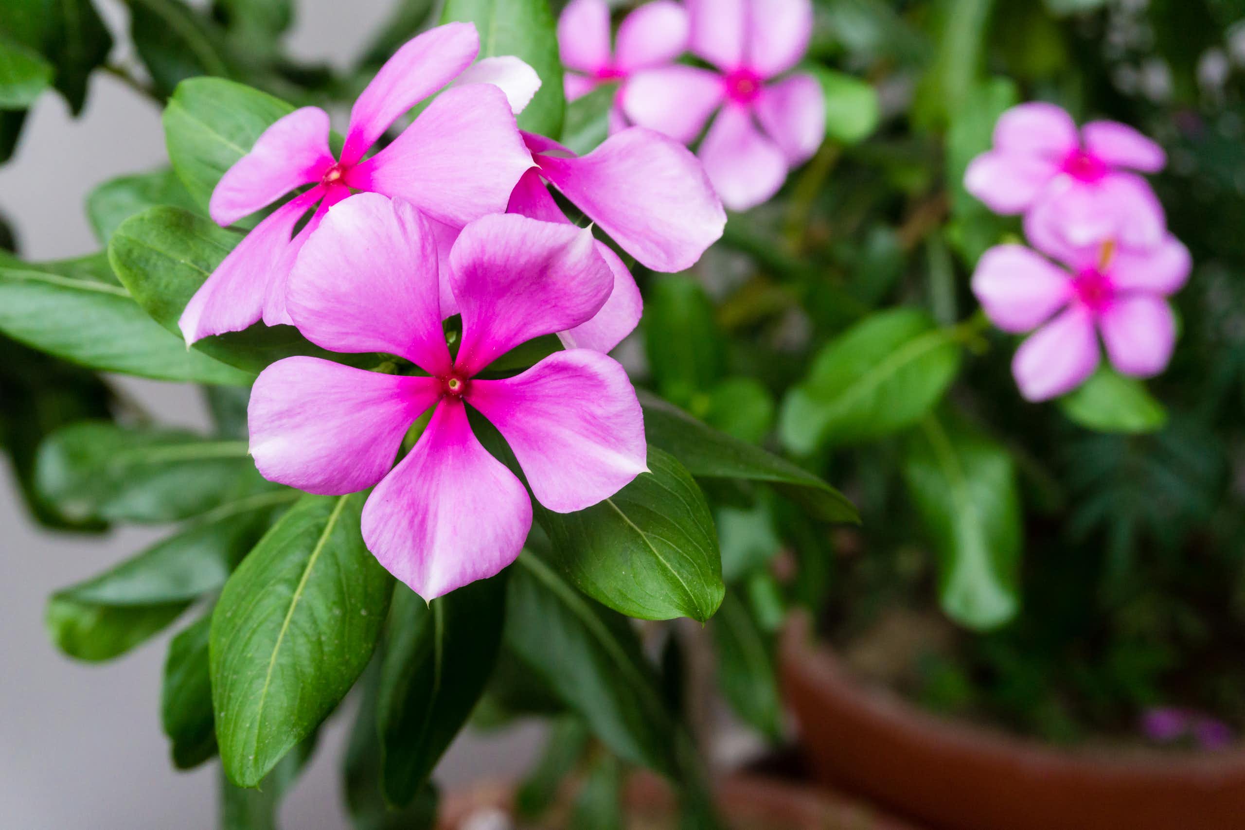 Photo de Catharanthus roseus, la pervenche de Madagascar