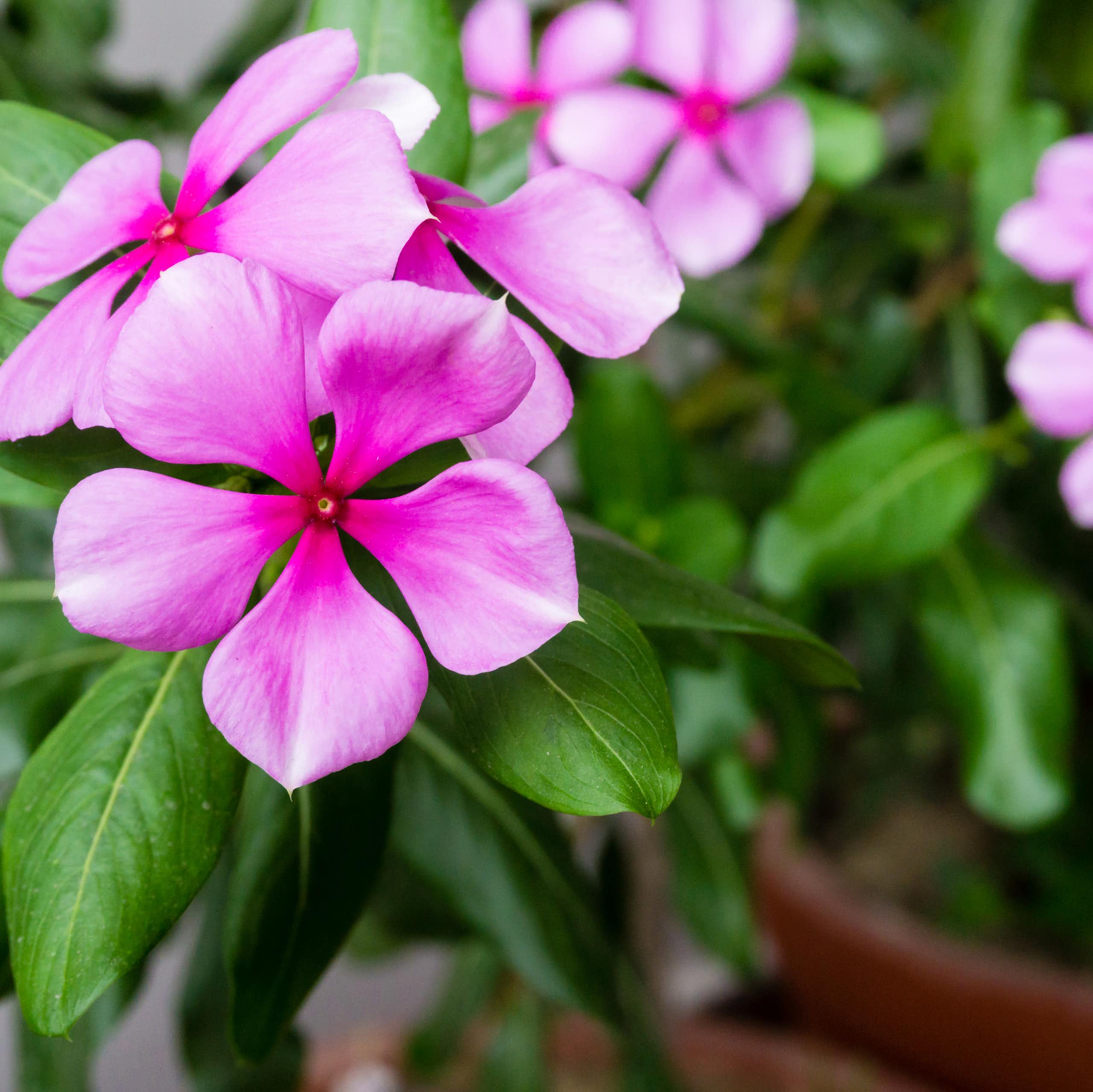Photo de Catharanthus roseus, la pervenche de Madagascar