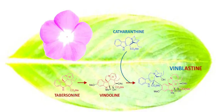 Voie simplifiée de la biosynthèse de la vinblastine dans les feuilles de pervenche