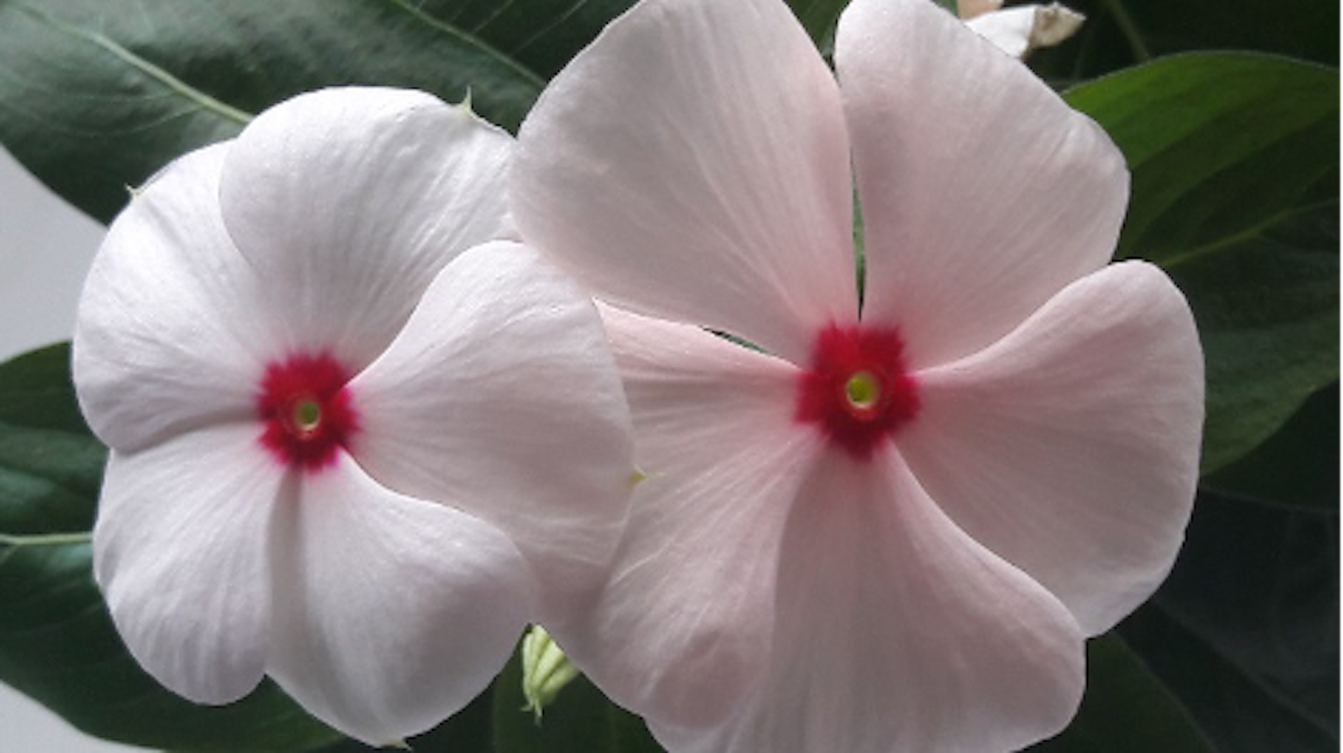 Picture of two white Madagascar Perventches