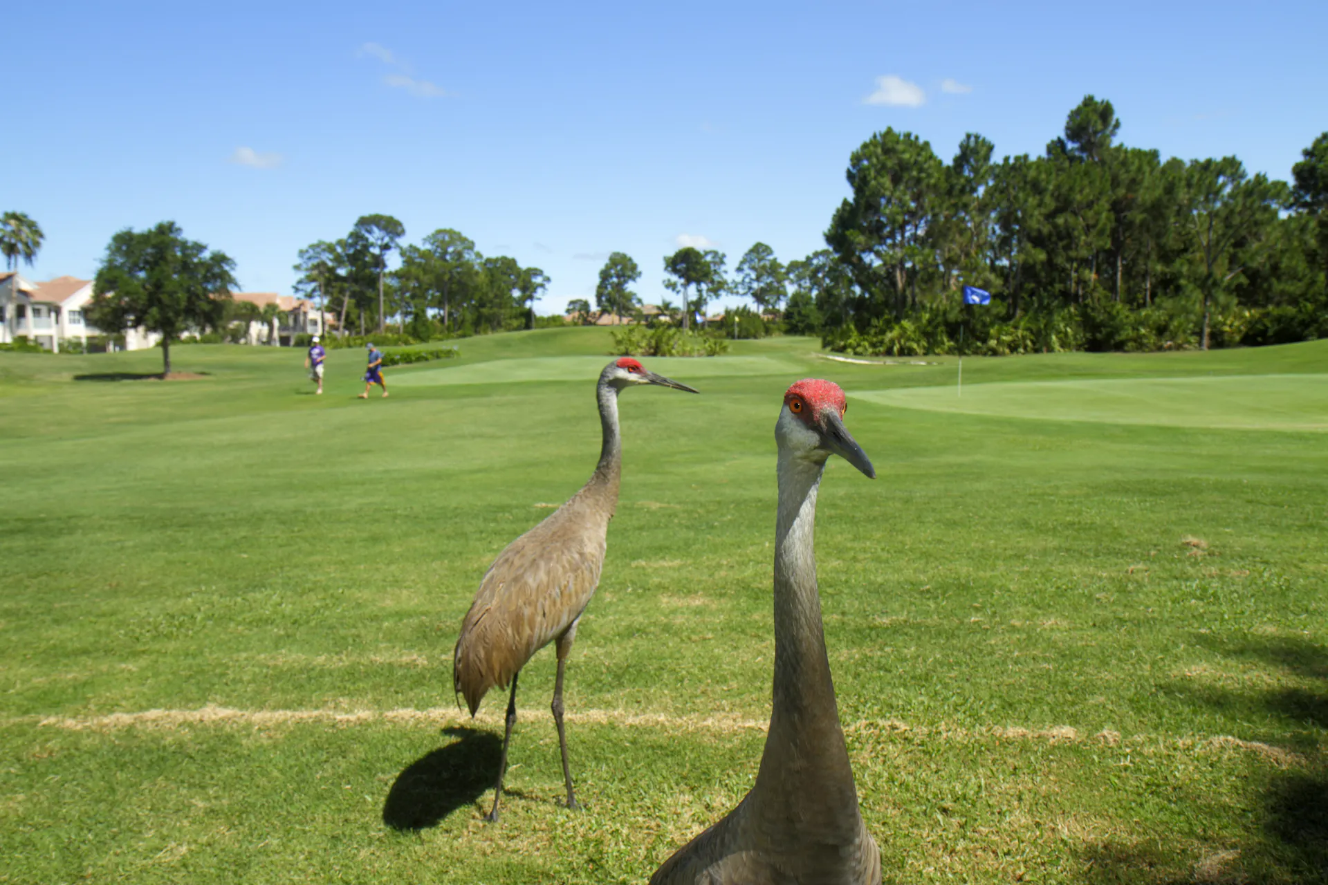 Sandhill cranes walk on a golf course, looking a lot like the the golfers ignoring them in the background.