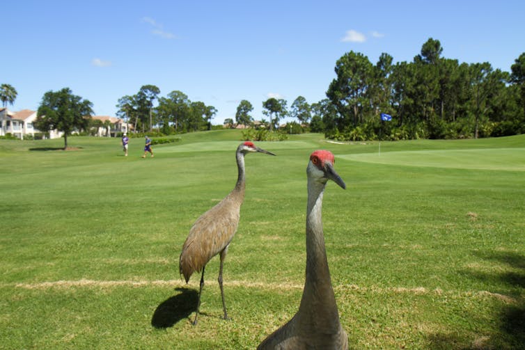 Sandhill cranes walk on a golf course, looking a lot like the the golfers ignoring them in the background.