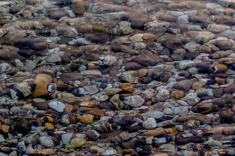 Pebbles underwater in a stream