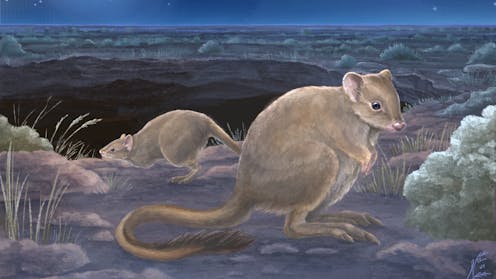 Australia has some new marsupial species – but they’re already extinct