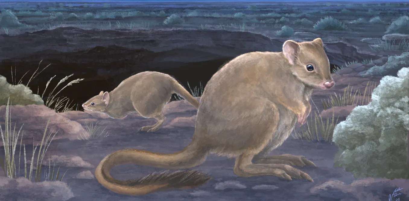 Marsupial Rats Australia has some new marsupial species – but they’re already extinct