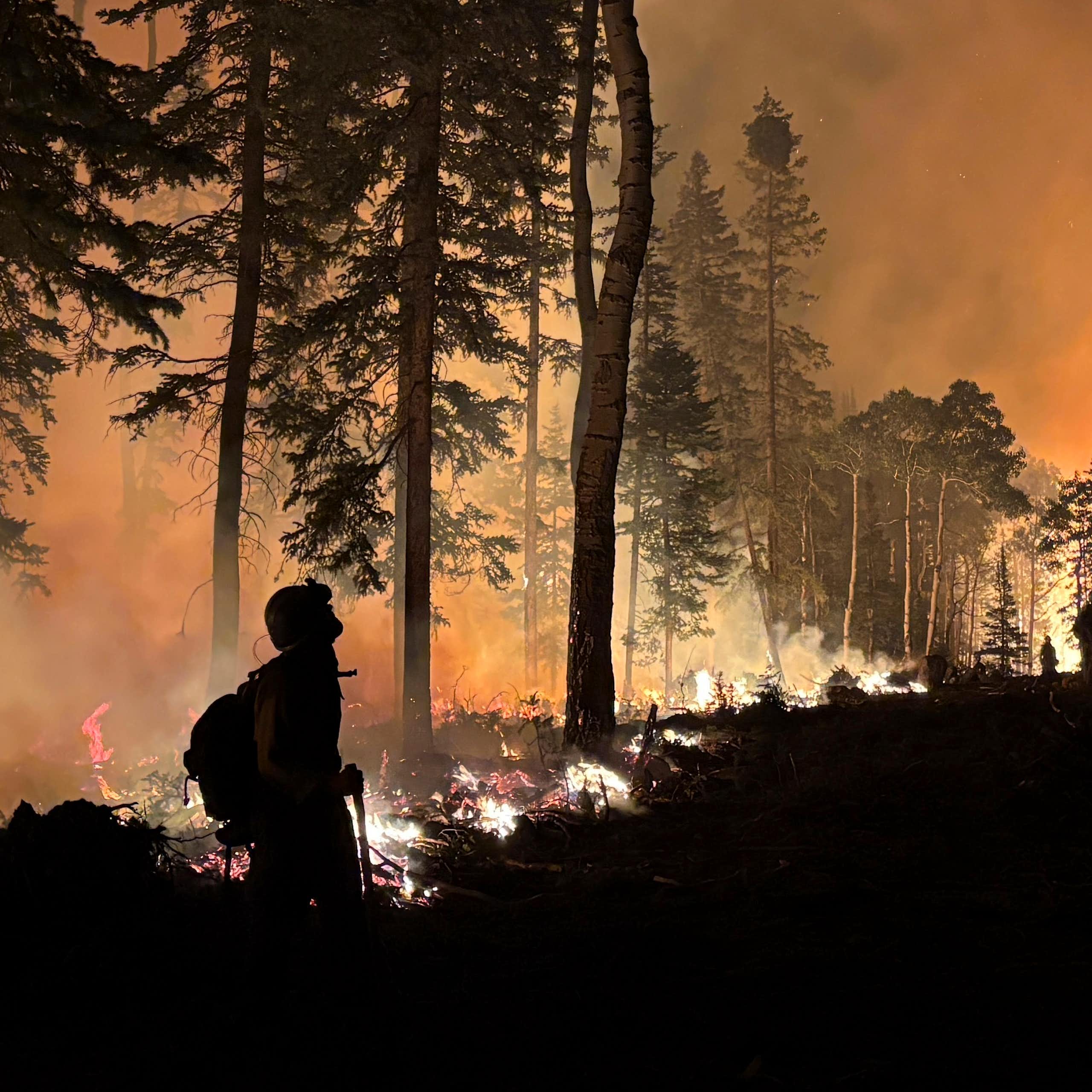 Firefighters and pine trees silhouetted against the orange glow of a fire and flames on a hillside.