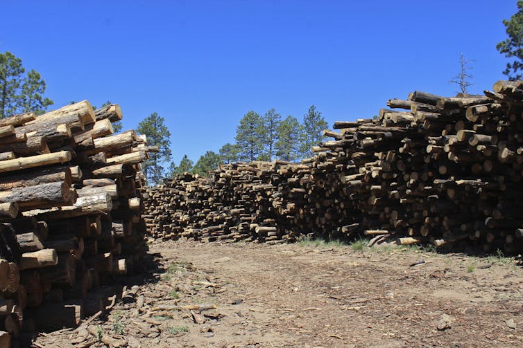 Tall stacks of logs left beside a road after a forest thinning project in the Arizona mountains.