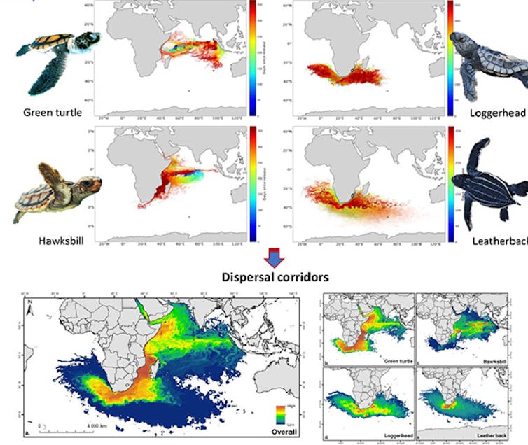 Map of Africa with colourful areas in the ocean and images of turtles