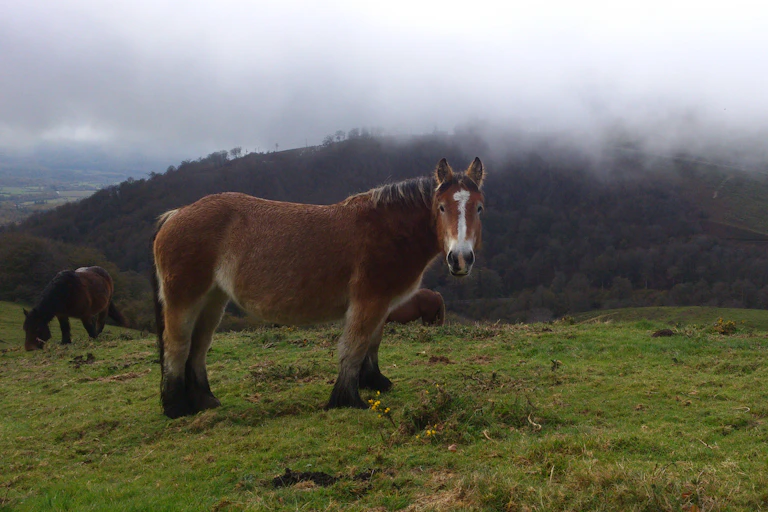 Un caballo en un prado mira a cámara mientras otro pasta a lo lejos
