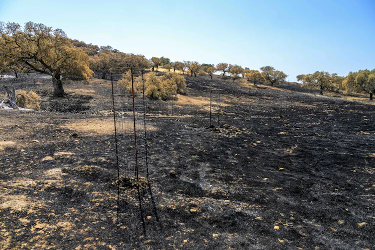 Tierra calcinada