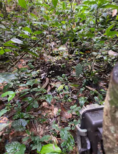 A small black box on the ground of a forest pointing at some elephant dung that has seedlings sprouting out of it