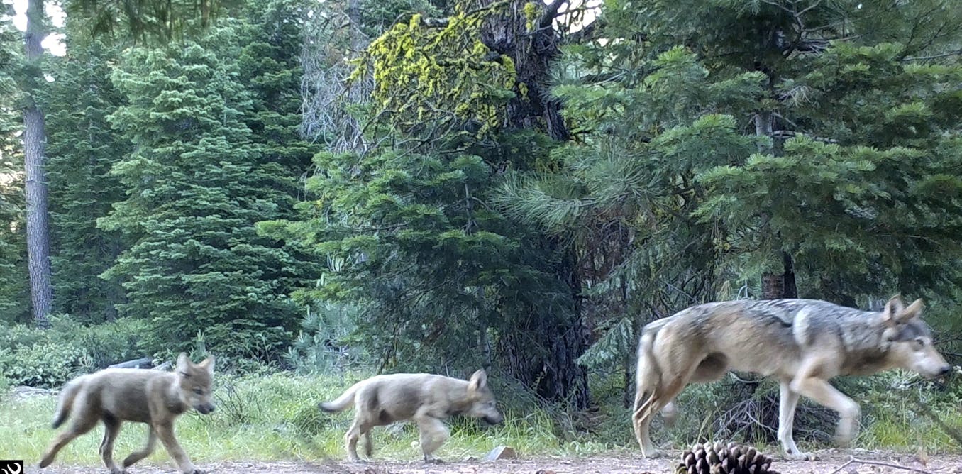 Wildlife recovery means more than just survival of a species Wildlife recovery means more than just survival of a species