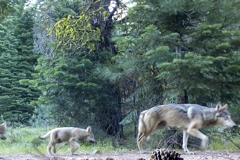 Two small wolves follow a larger wolf through an area with many trees.