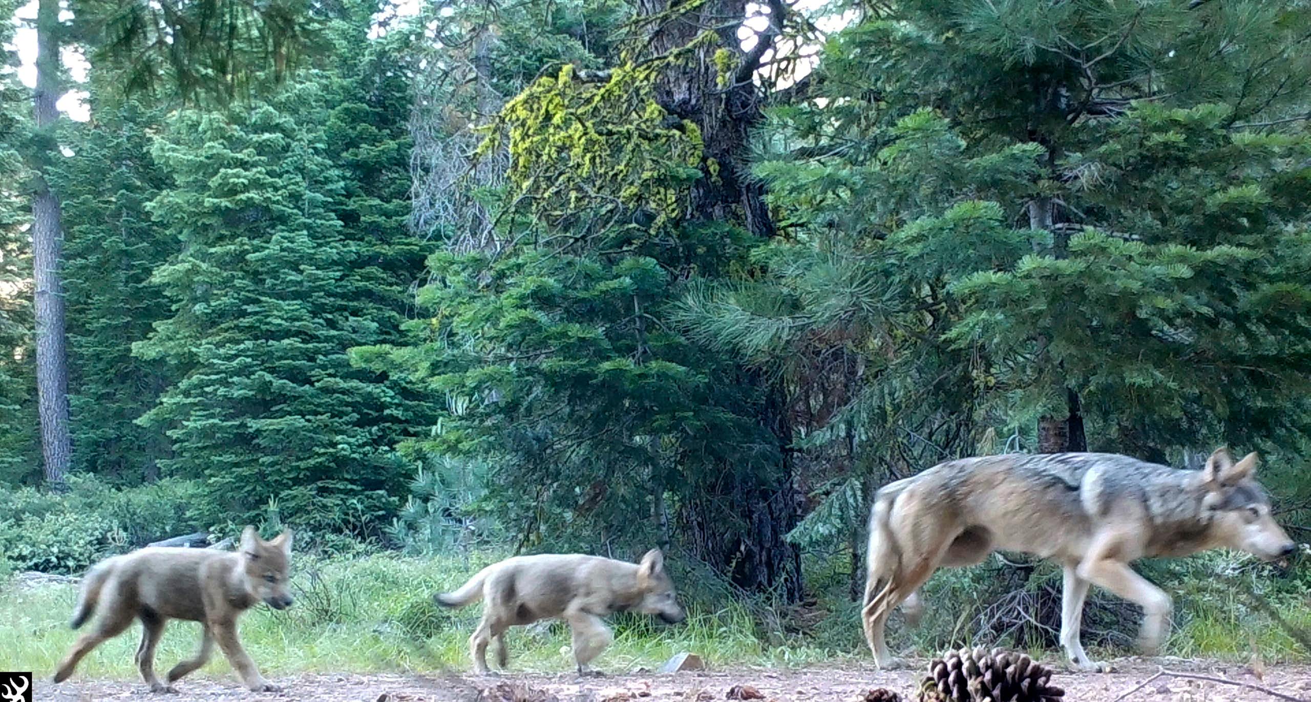 Two small wolves follow a larger wolf through an area with many trees.