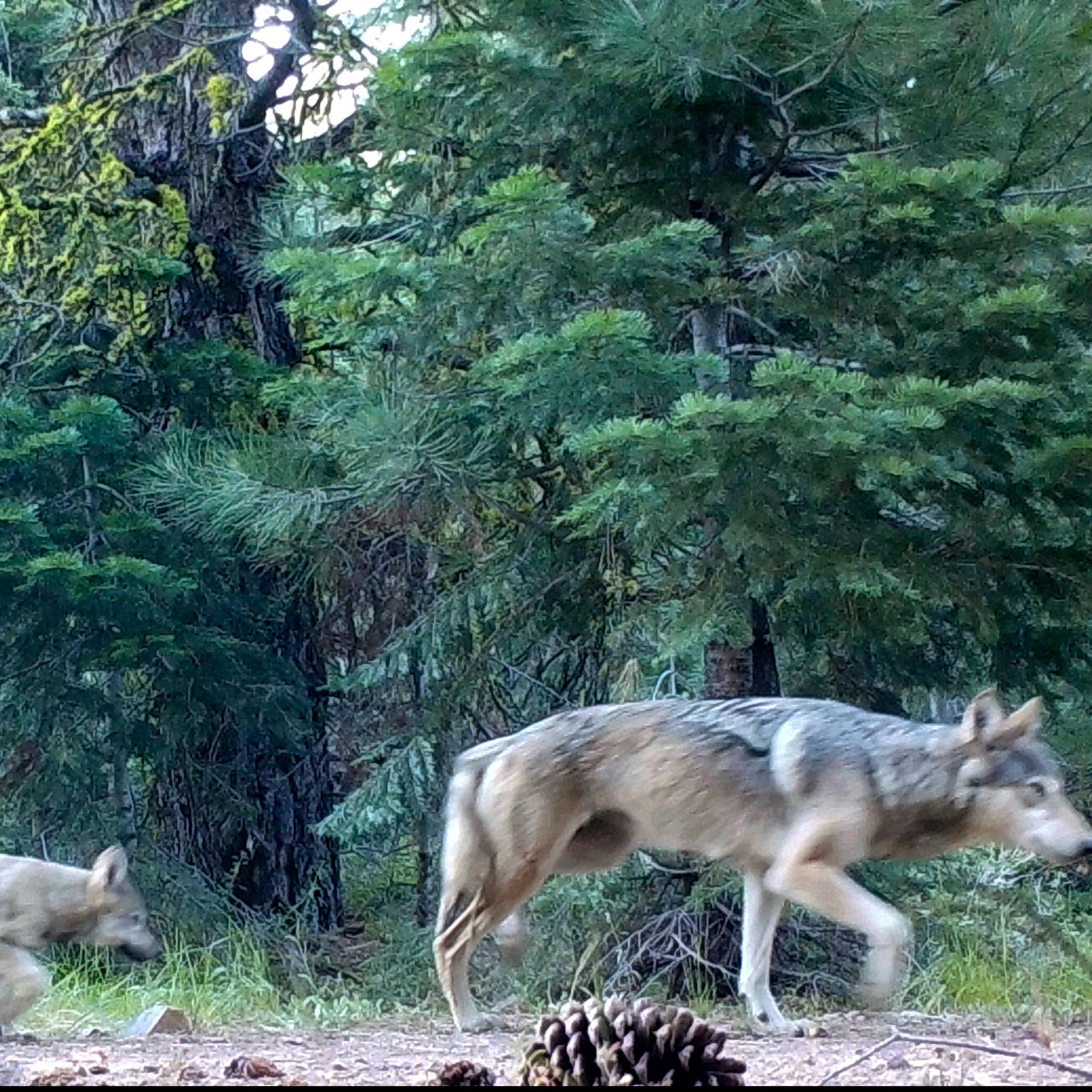 Two small wolves follow a larger wolf through an area with many trees.