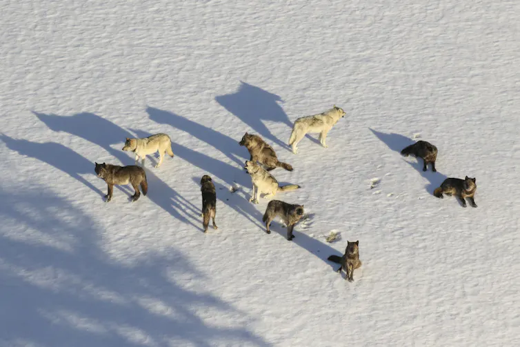 A group of wolves gather in a snow-covered clearing.