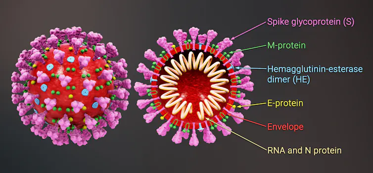 a SARS-CoV-2 particle whole and in cross-section.