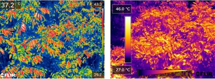 Thermal image showing leaves in different colours.