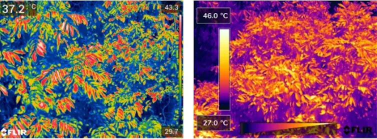 Thermal image showing leaves in different colours.