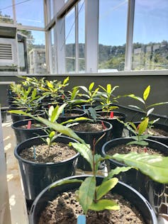 plants in pots within a greenhouse