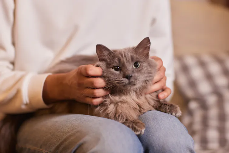 Homem segurando um gato cinza no colo.