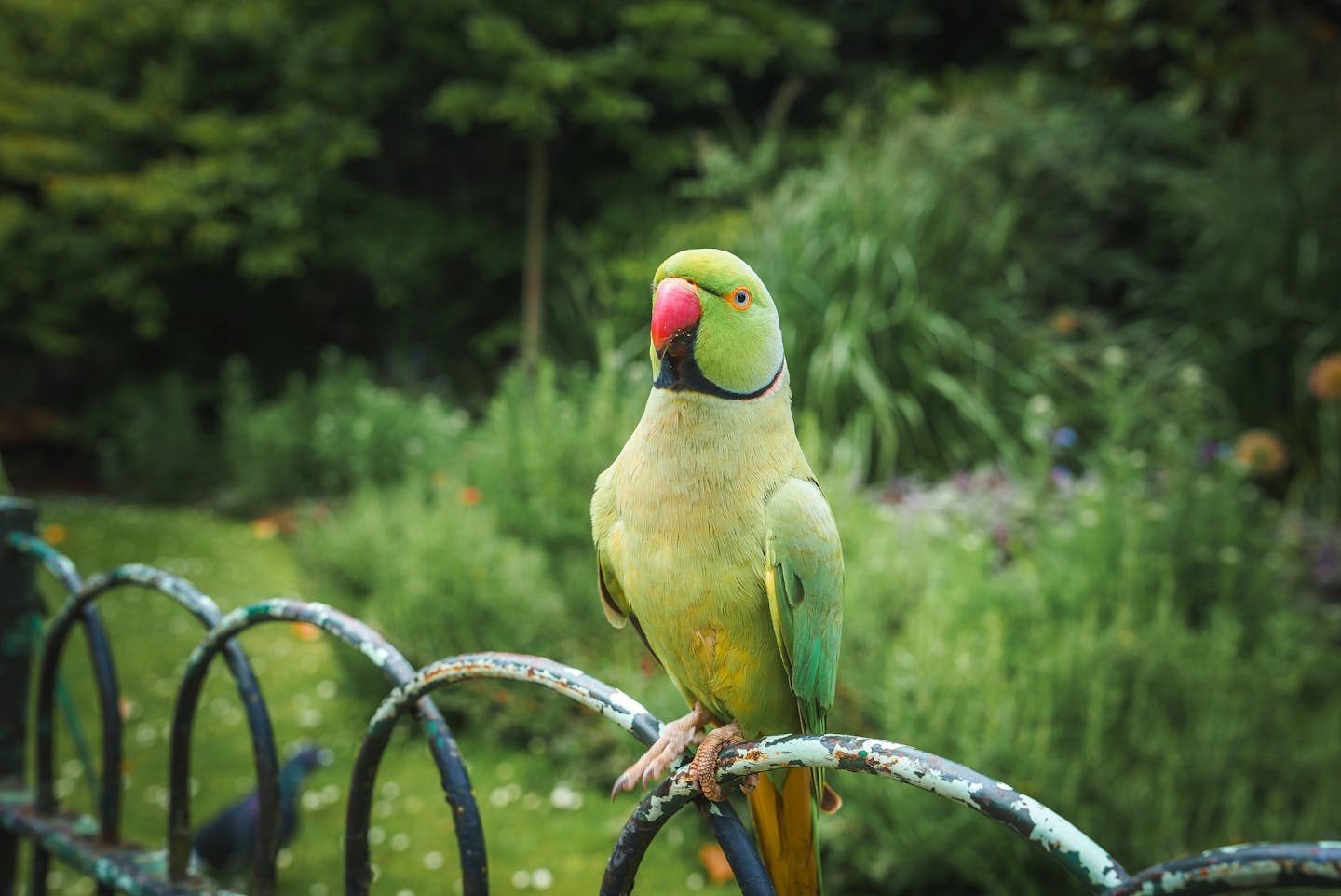 Parakeet on a park fence